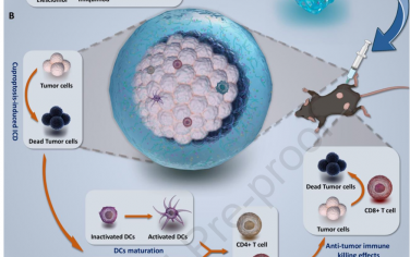 Biomaterials：通過原位銅死亡誘導(dǎo)系統(tǒng)實現(xiàn)免疫原性銅死亡以用于癌癥免疫治療