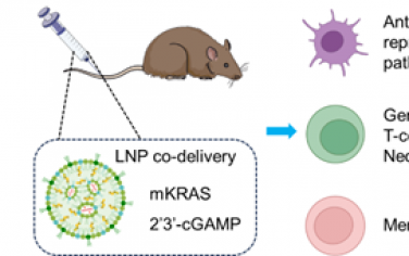 ACS Nano：脂質(zhì)納米顆粒可遞送STING激動(dòng)劑和突變KRAS mRNA以重編程針對(duì)胰腺癌轉(zhuǎn)移的耐受性免疫反應(yīng)