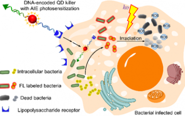 ACS Nano：二價DNA編碼的光敏量子點殺手可實現連續細胞穿透、細胞內細菌成像和靶向消除